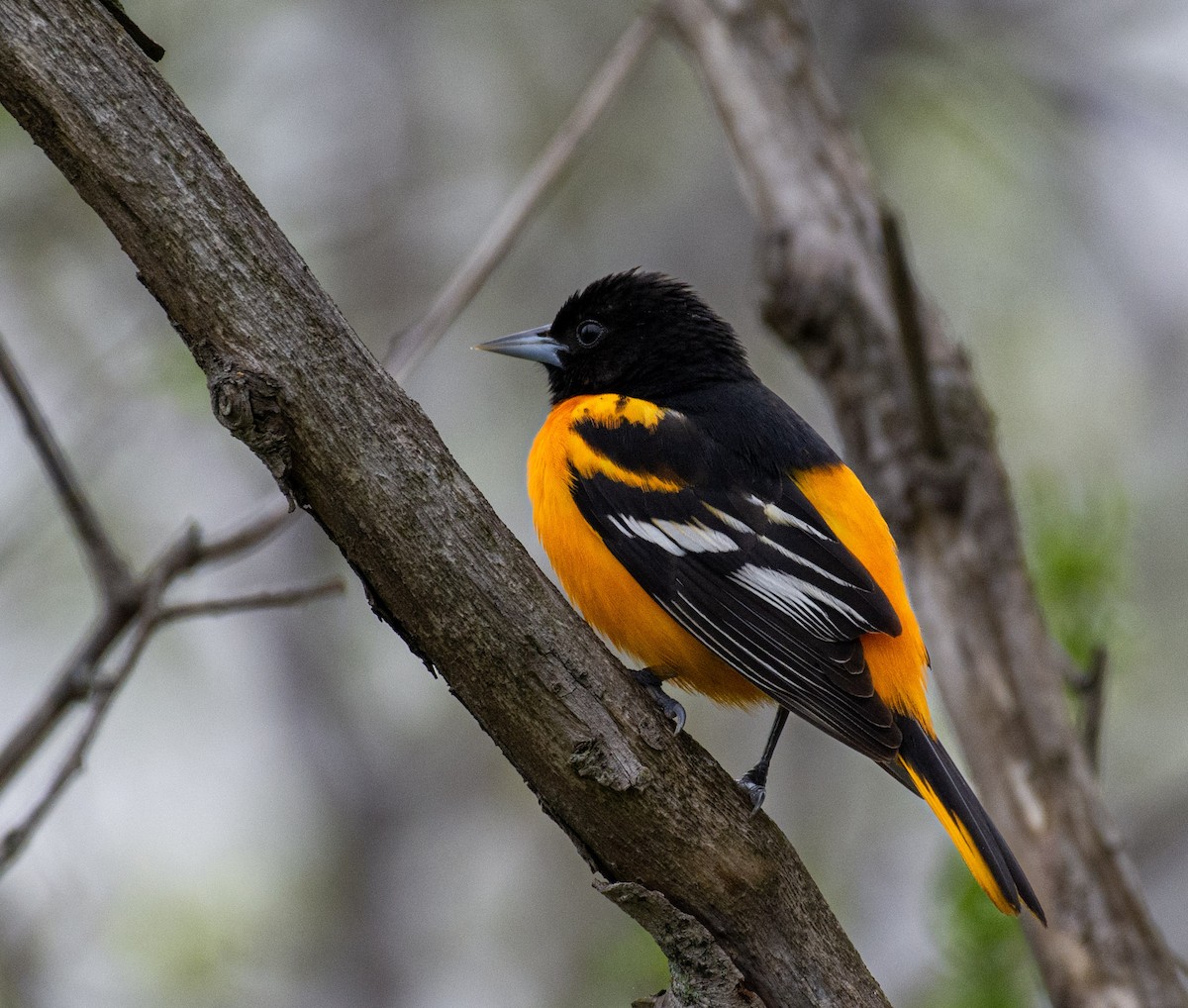 Baltimore Oriole - ML642290509