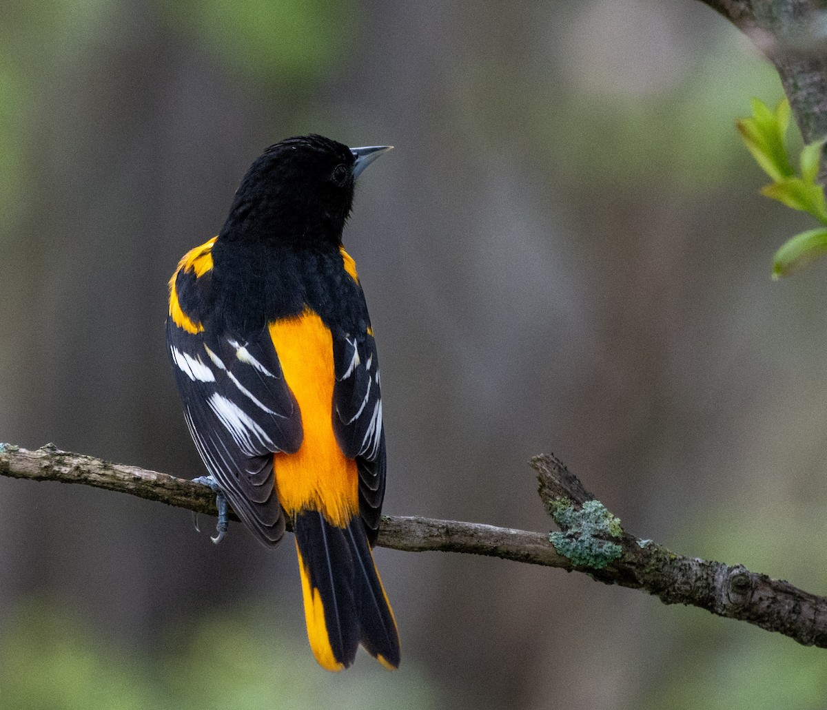 Baltimore Oriole - ML642290510