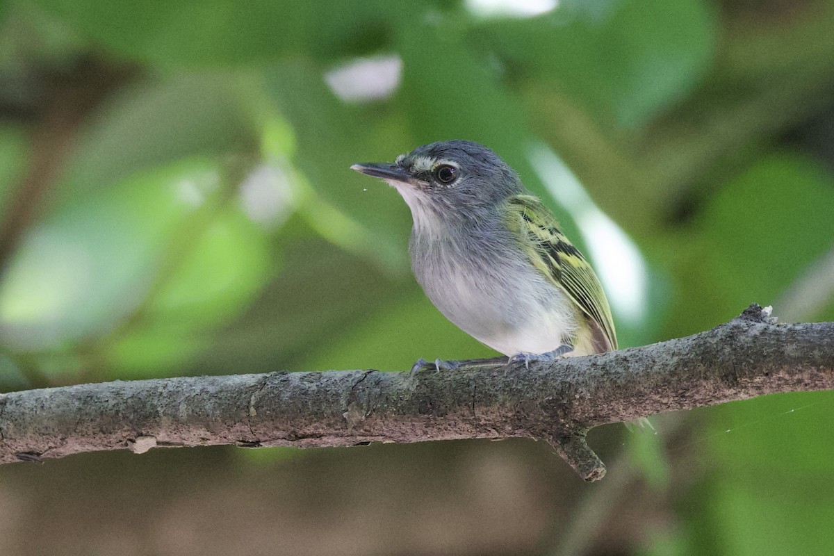 Slate-headed Tody-Flycatcher - ML642290512
