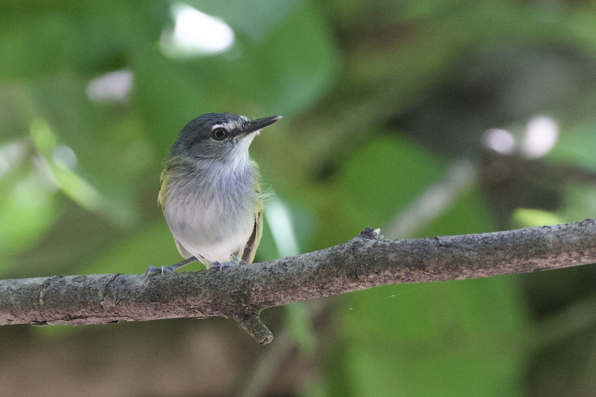 Slate-headed Tody-Flycatcher - ML642290514