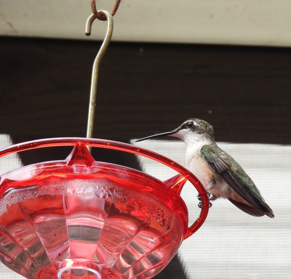 ノドアカハチドリ - ML642290515