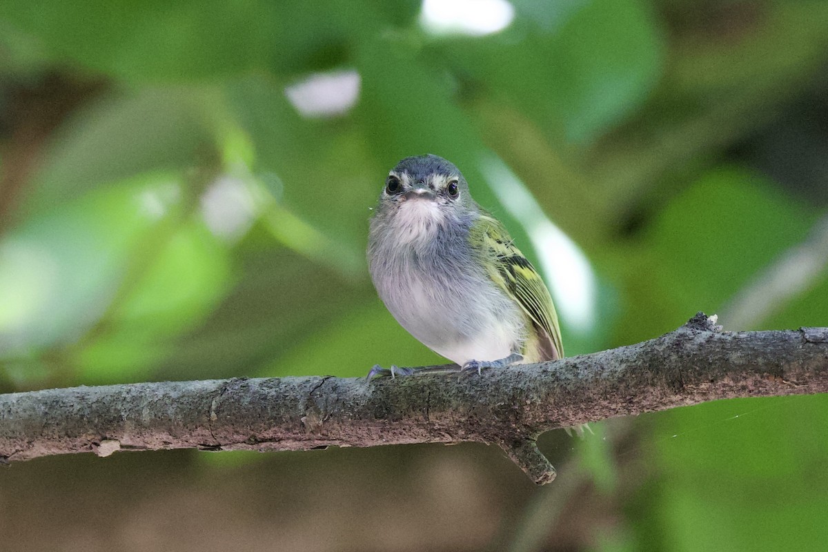 Slate-headed Tody-Flycatcher - ML642290516