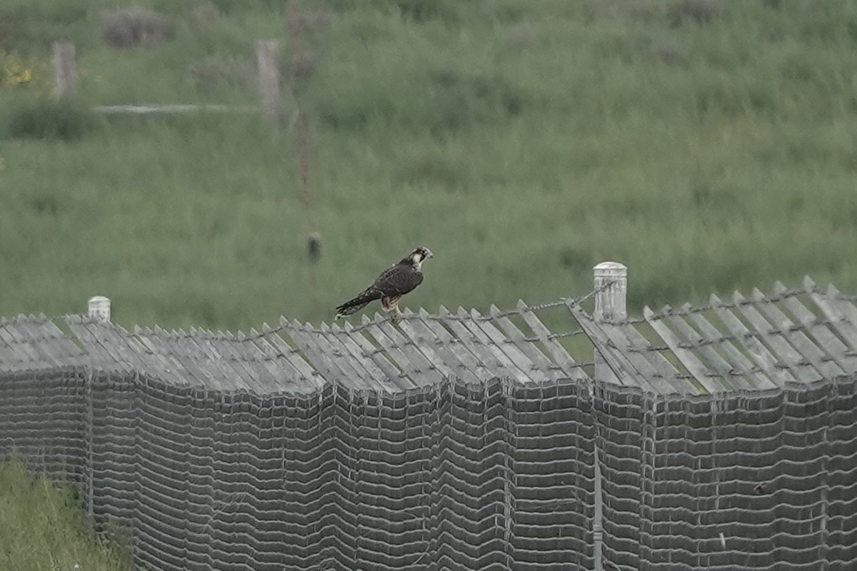 Peregrine Falcon - ML642290518