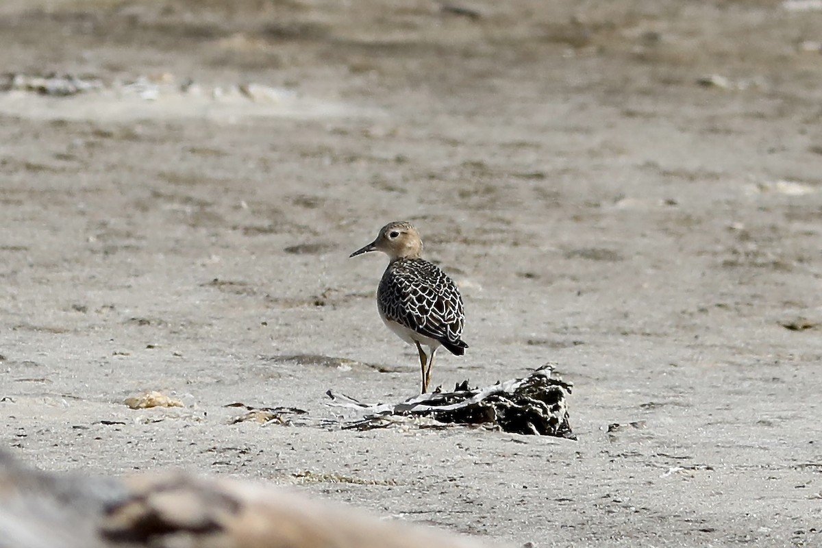 Buff-breasted Sandpiper - ML642290520