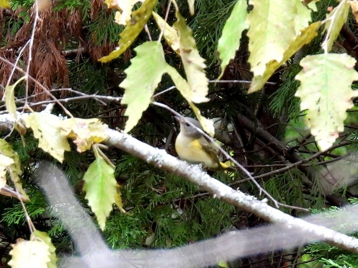 ハゴロモムシクイ - ML642290539