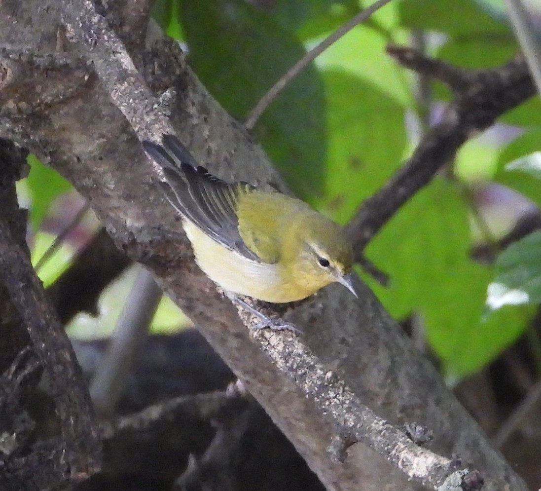 Tennessee Warbler - ML642290540