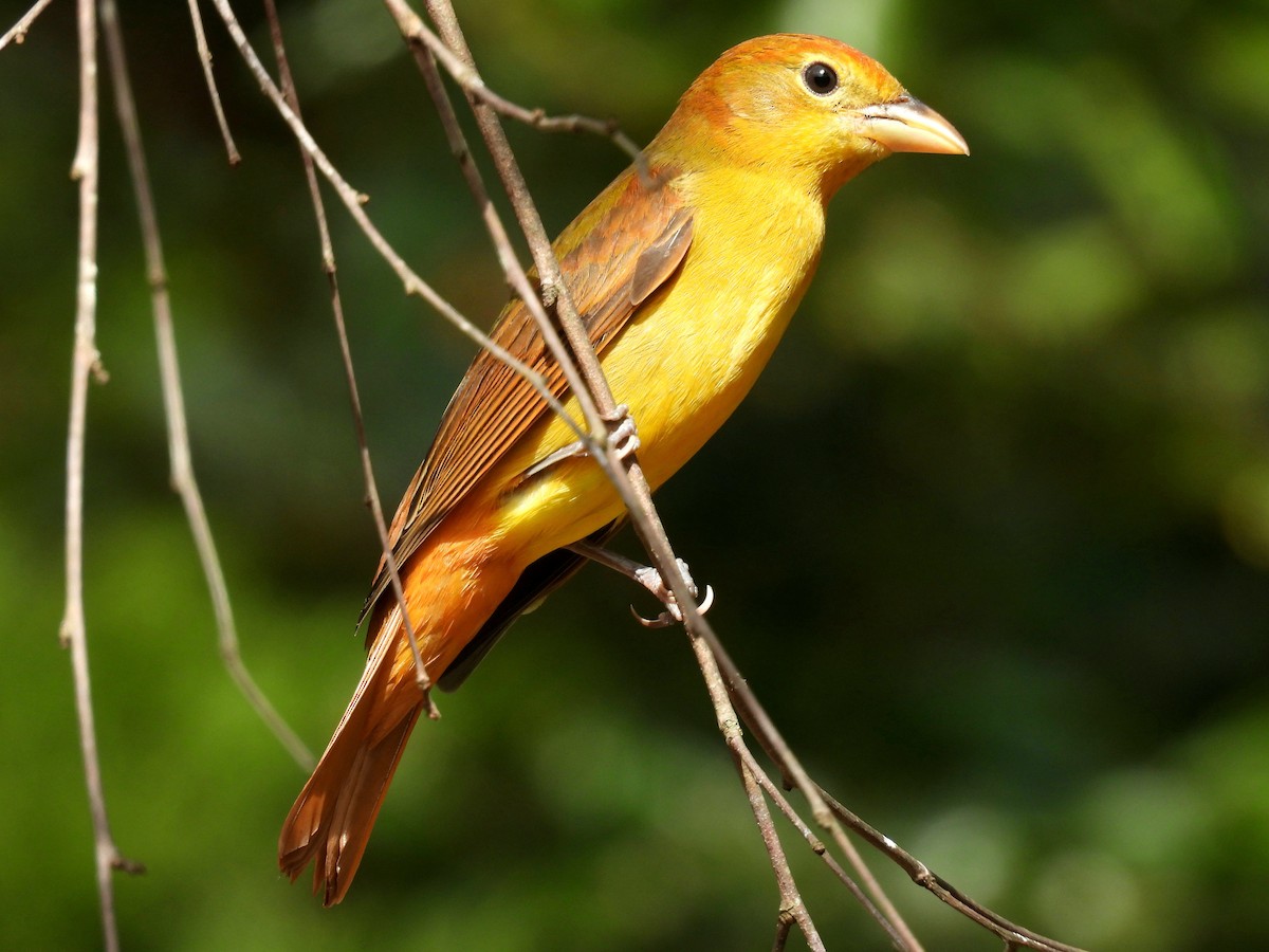 ナツフウキンチョウ - ML642290548