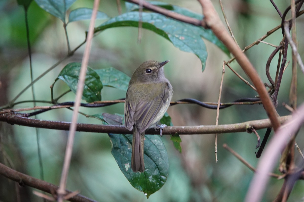 Drab-breasted Pygmy-Tyrant - ML642290550