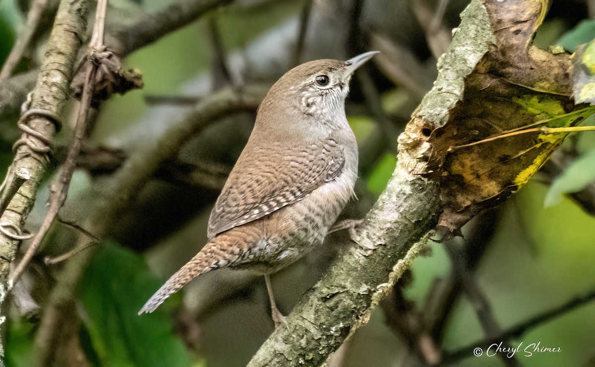 Northern House Wren - ML642290571