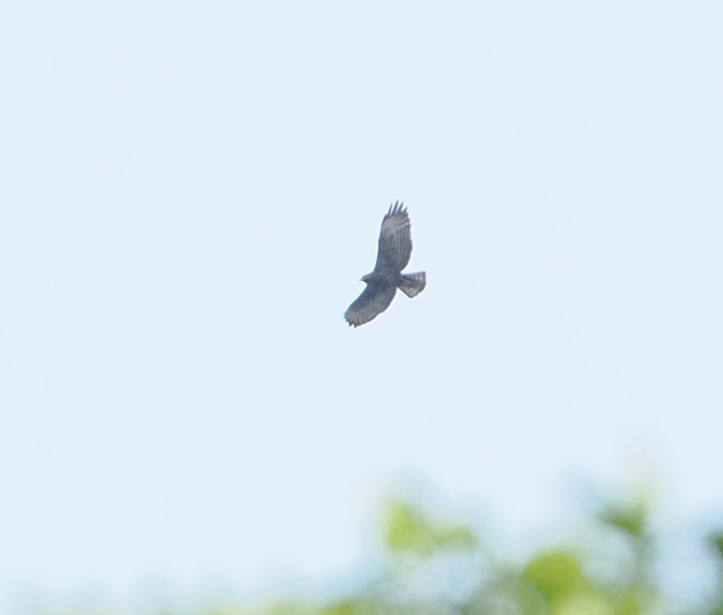 káně krátkoocasá - ML642290617