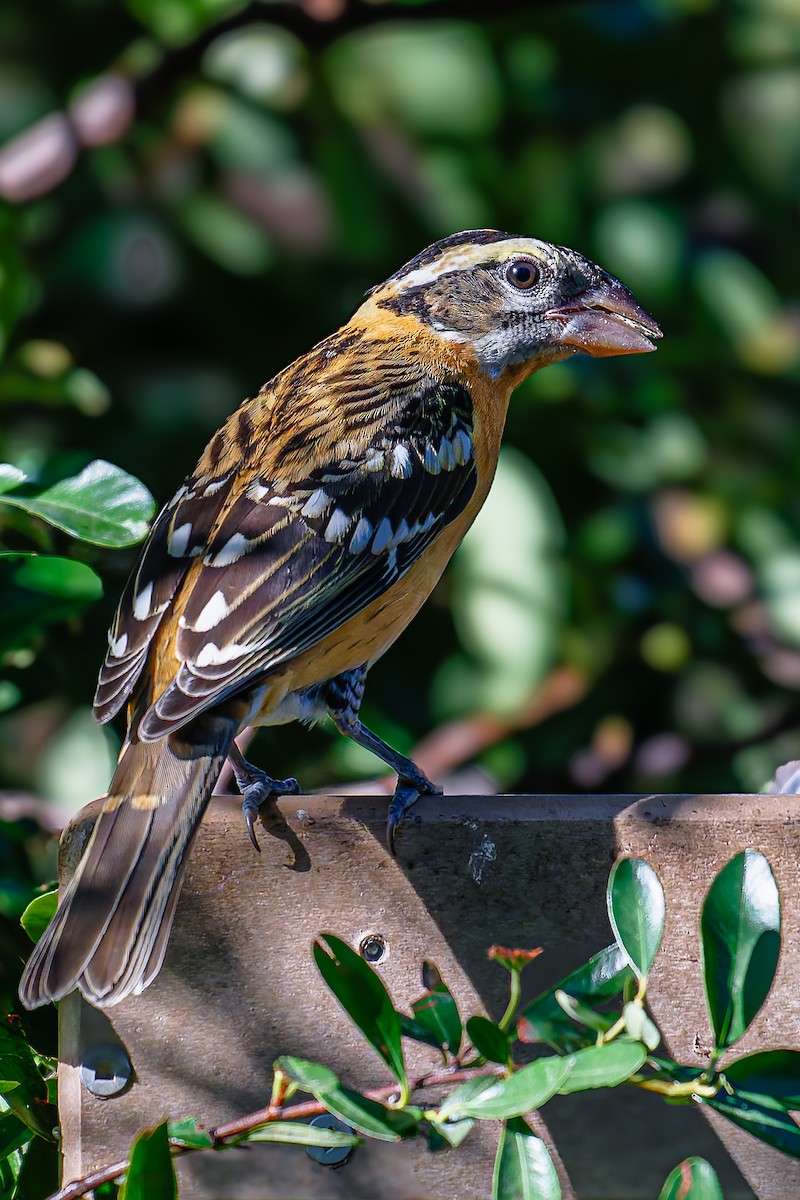 Black-headed Grosbeak - ML642290621