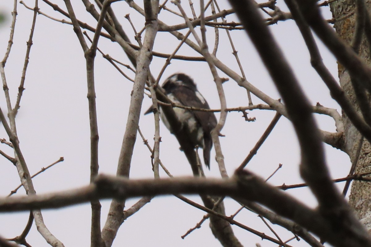Pied Puffbird - ML642290627