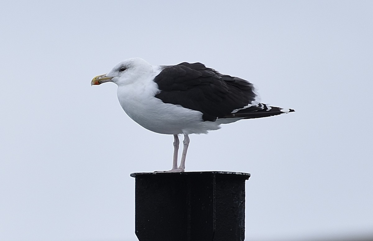 Great Black-backed Gull - ML642290645
