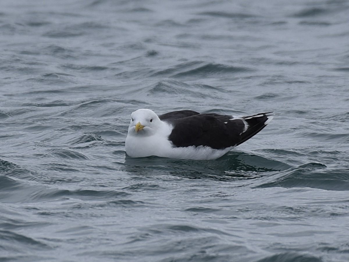 Great Black-backed Gull - ML642290646