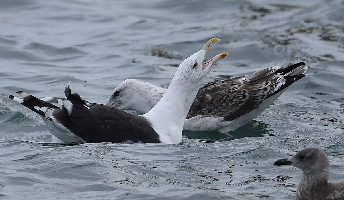 Great Black-backed Gull - ML642290647