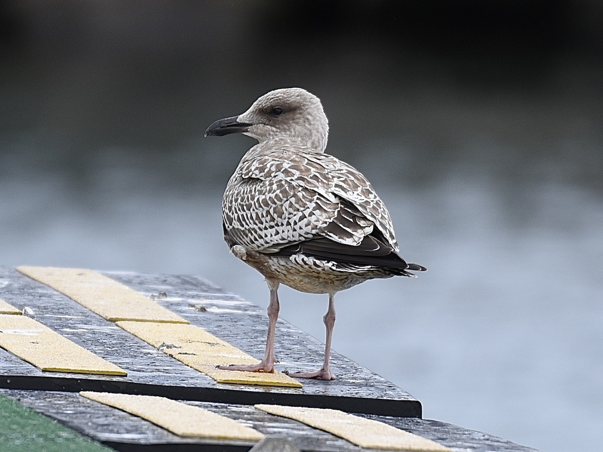 Great Black-backed Gull - ML642290648
