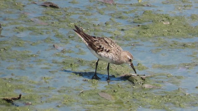 bonapartesnipe - ML642290649