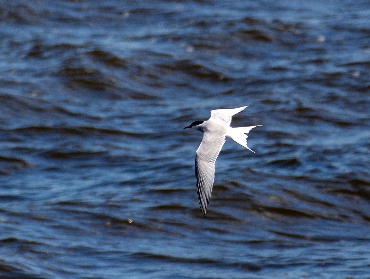 Common Tern - ML642290662