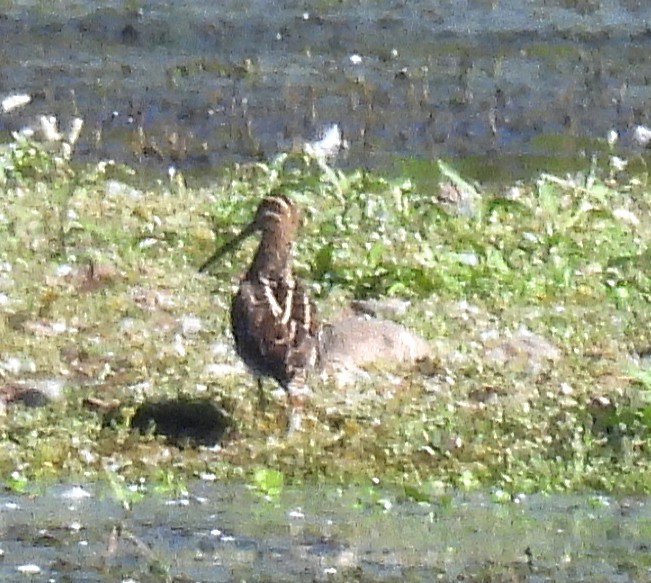 Wilson's Snipe - ML642290672