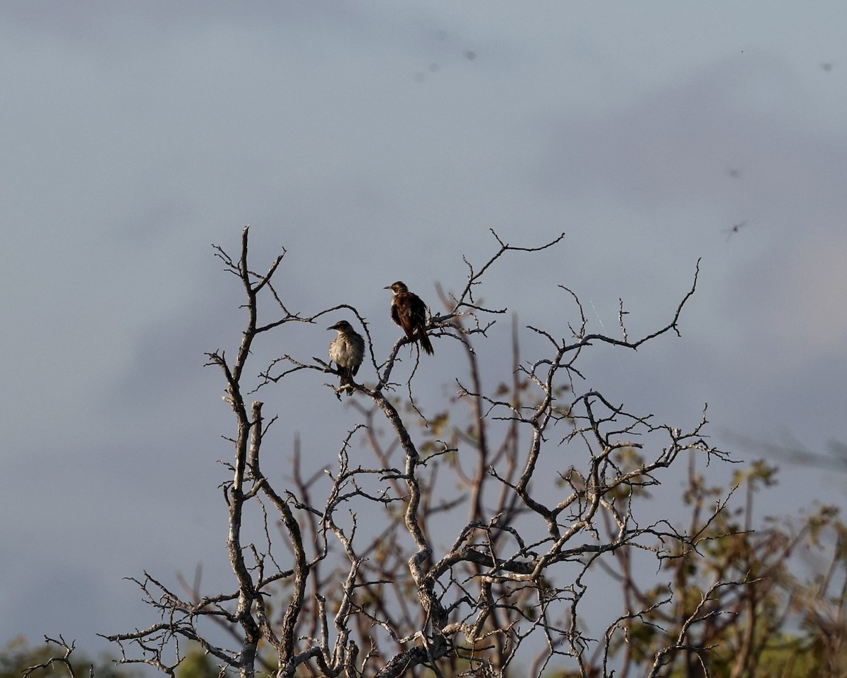 Galapagos Mockingbird - ML642290710