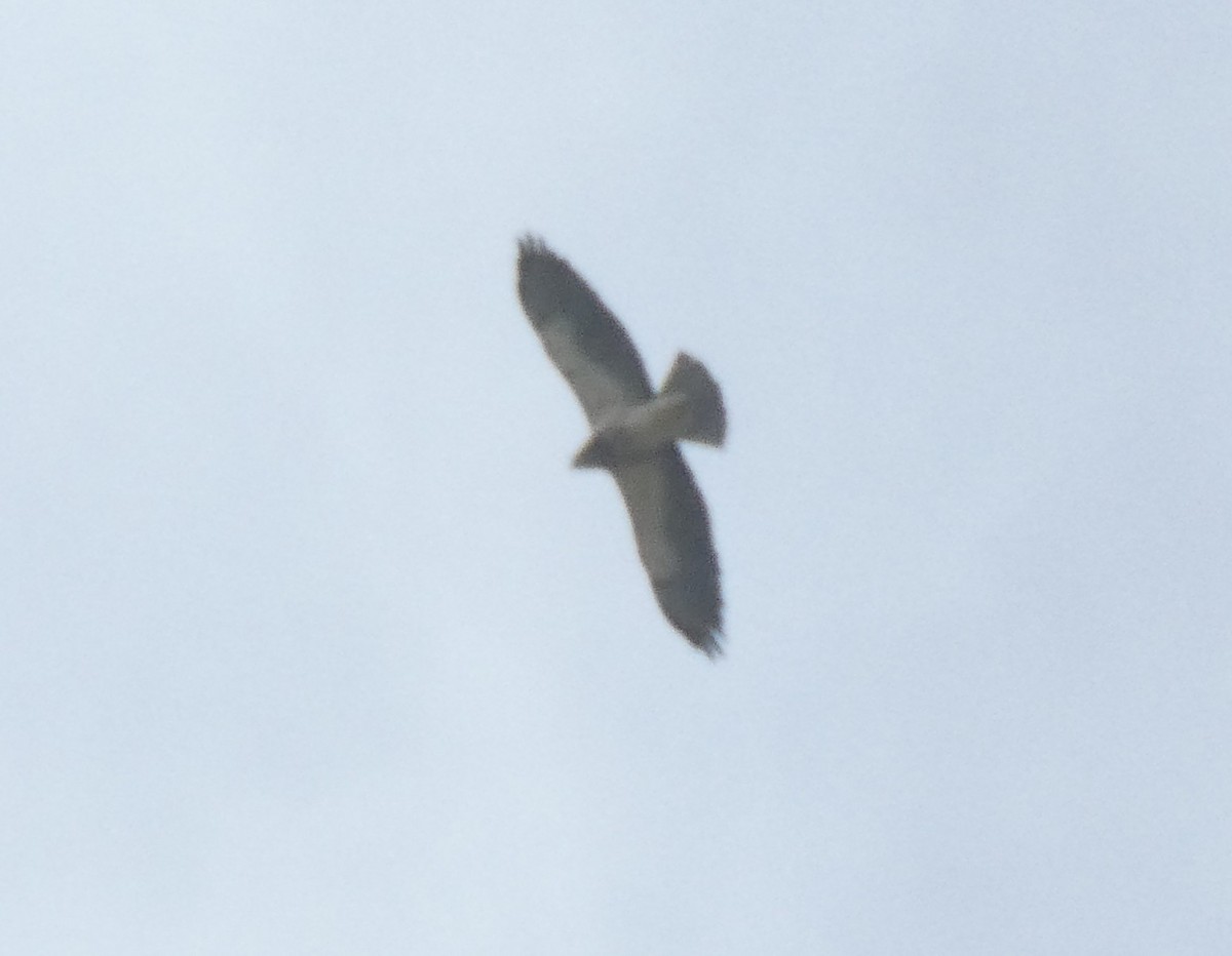 Swainson's Hawk - ML642290729