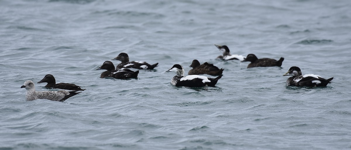 Common Eider - ML642290738