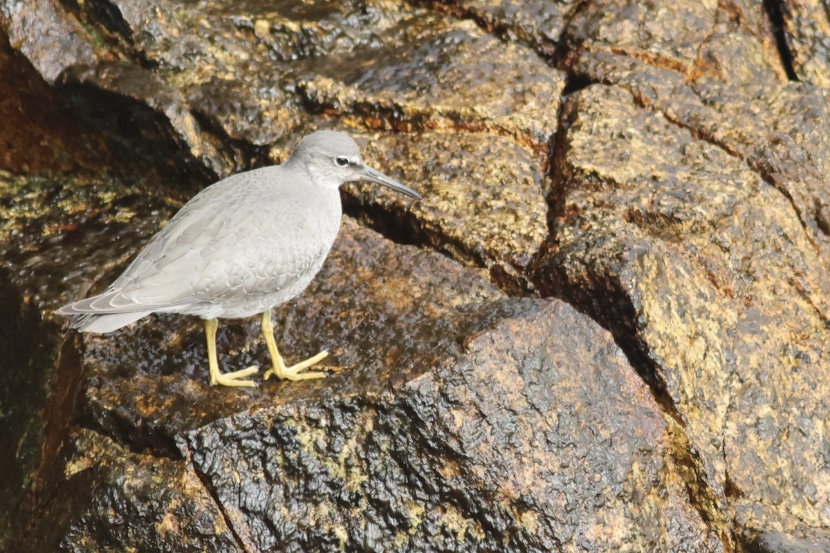 Wandering Tattler - ML642290744