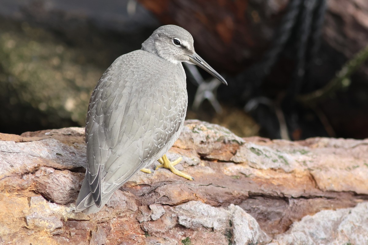 Wandering Tattler - ML642290745