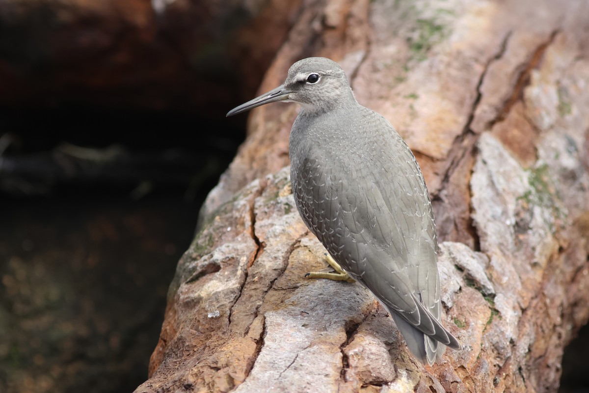 Wandering Tattler - ML642290746