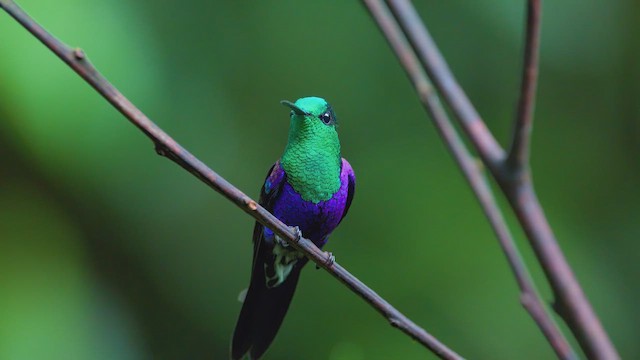 Crowned Woodnymph (Green-crowned) - ML642290768