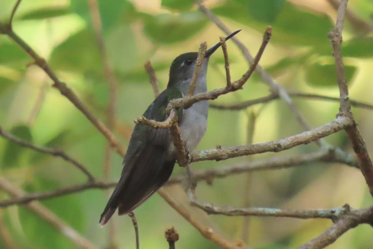 Gray-breasted Sabrewing - ML642290769