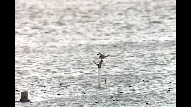 Black Tern (Eurasian) - ML642290789