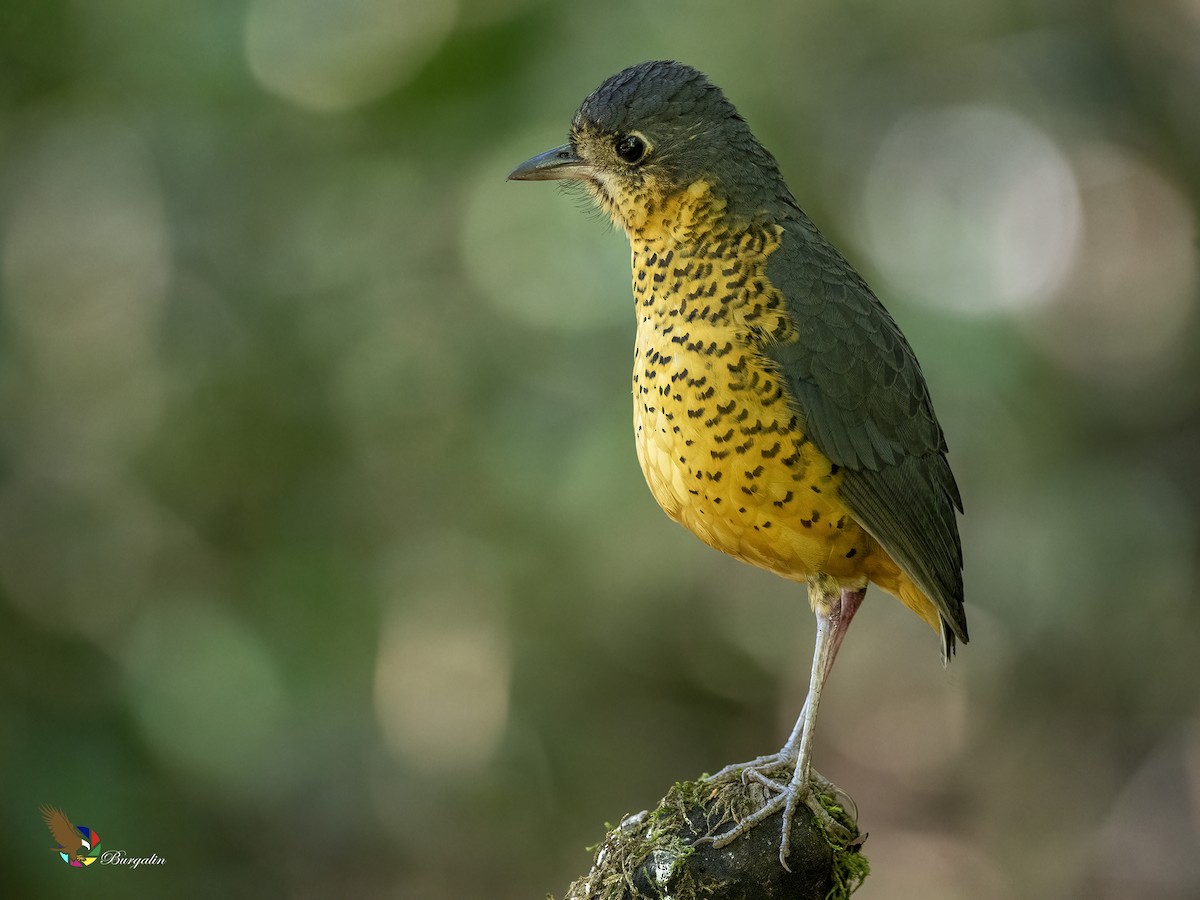 skjellmaurpitta - ML642290800