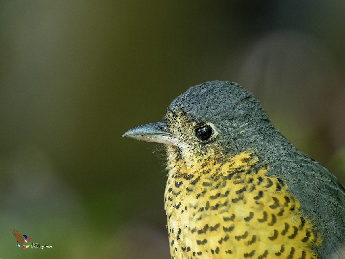 skjellmaurpitta - ML642290801