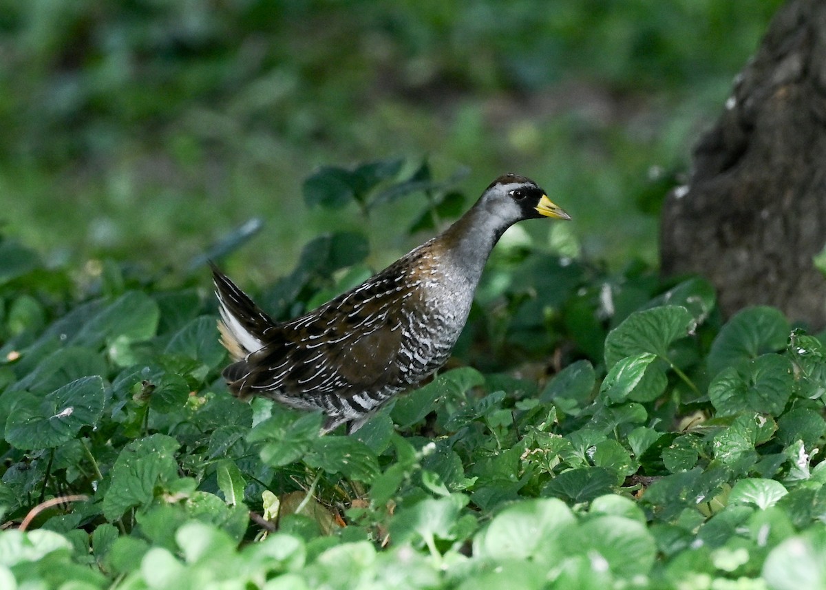 Sora - ML642290836