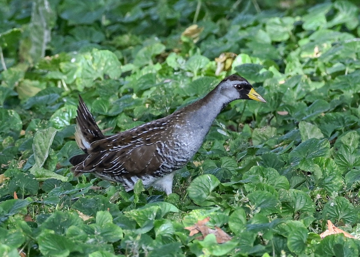 Sora - ML642290838