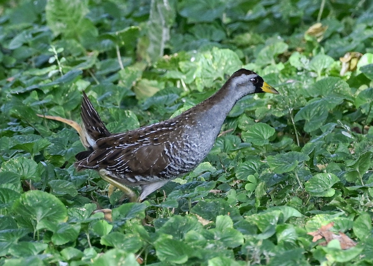Sora - ML642290839