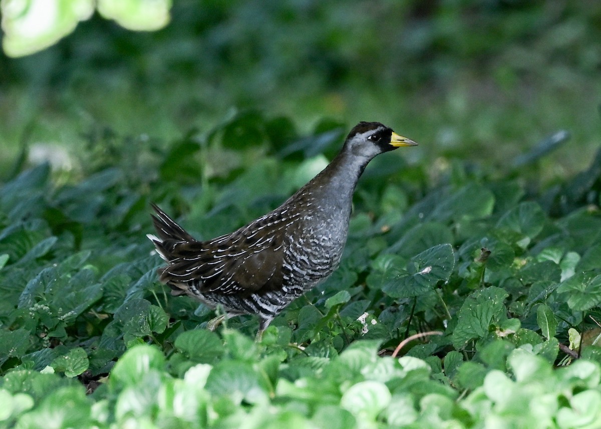Sora - ML642290841