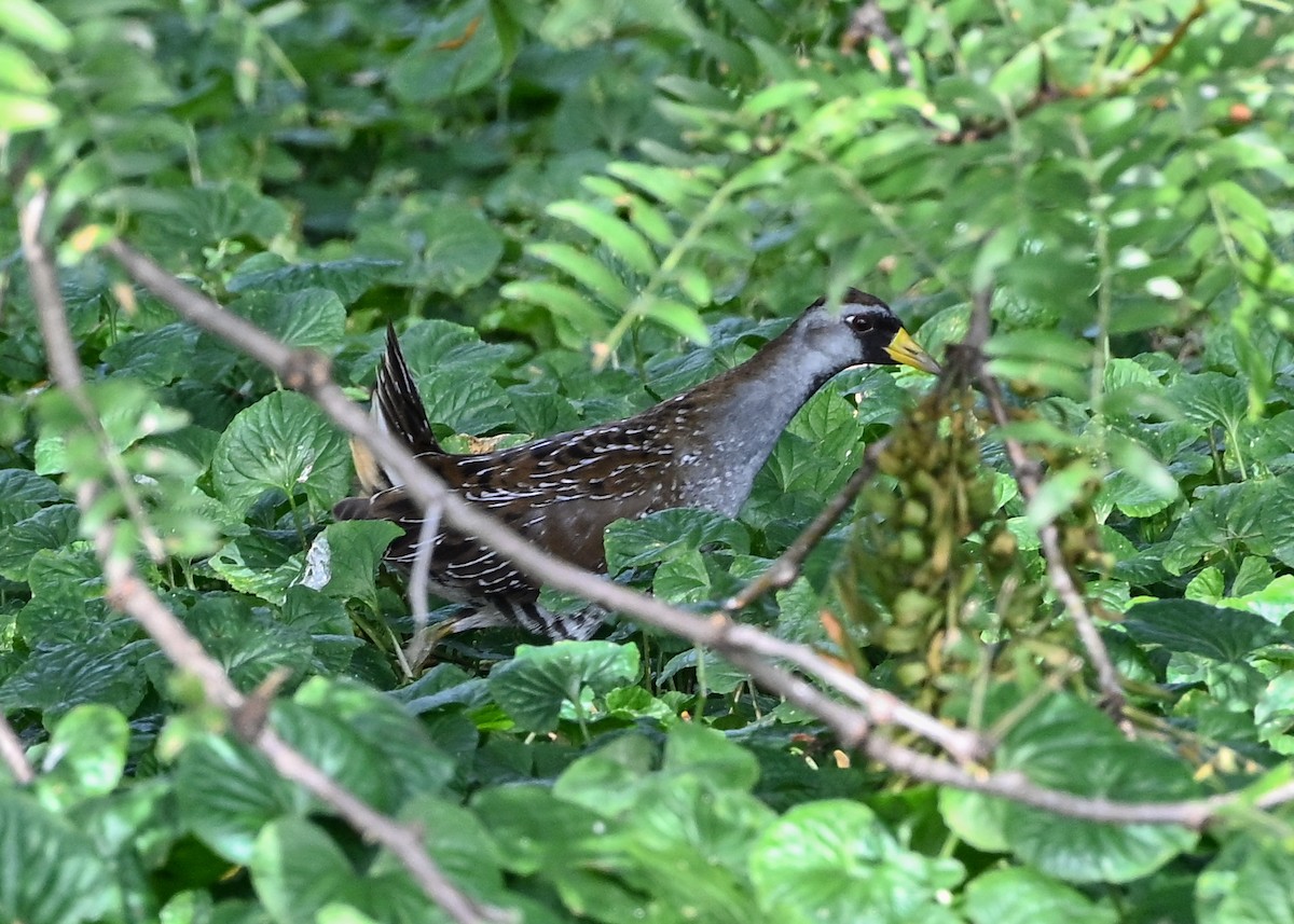 Sora - ML642290843