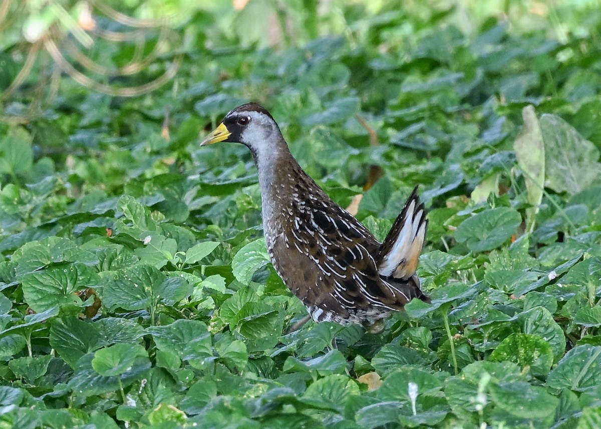 Sora - ML642290844