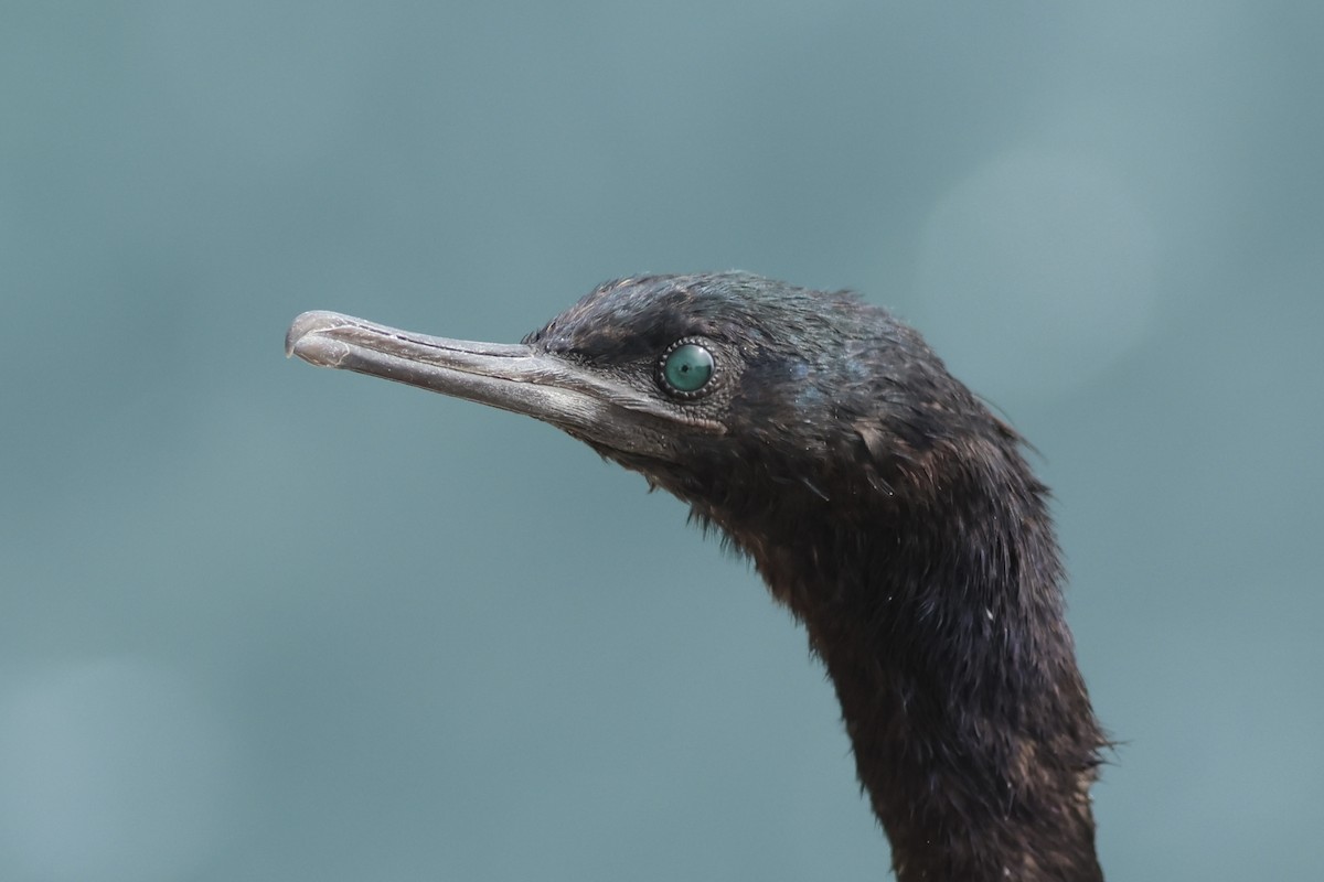 Cormoran pélagique - ML642290847