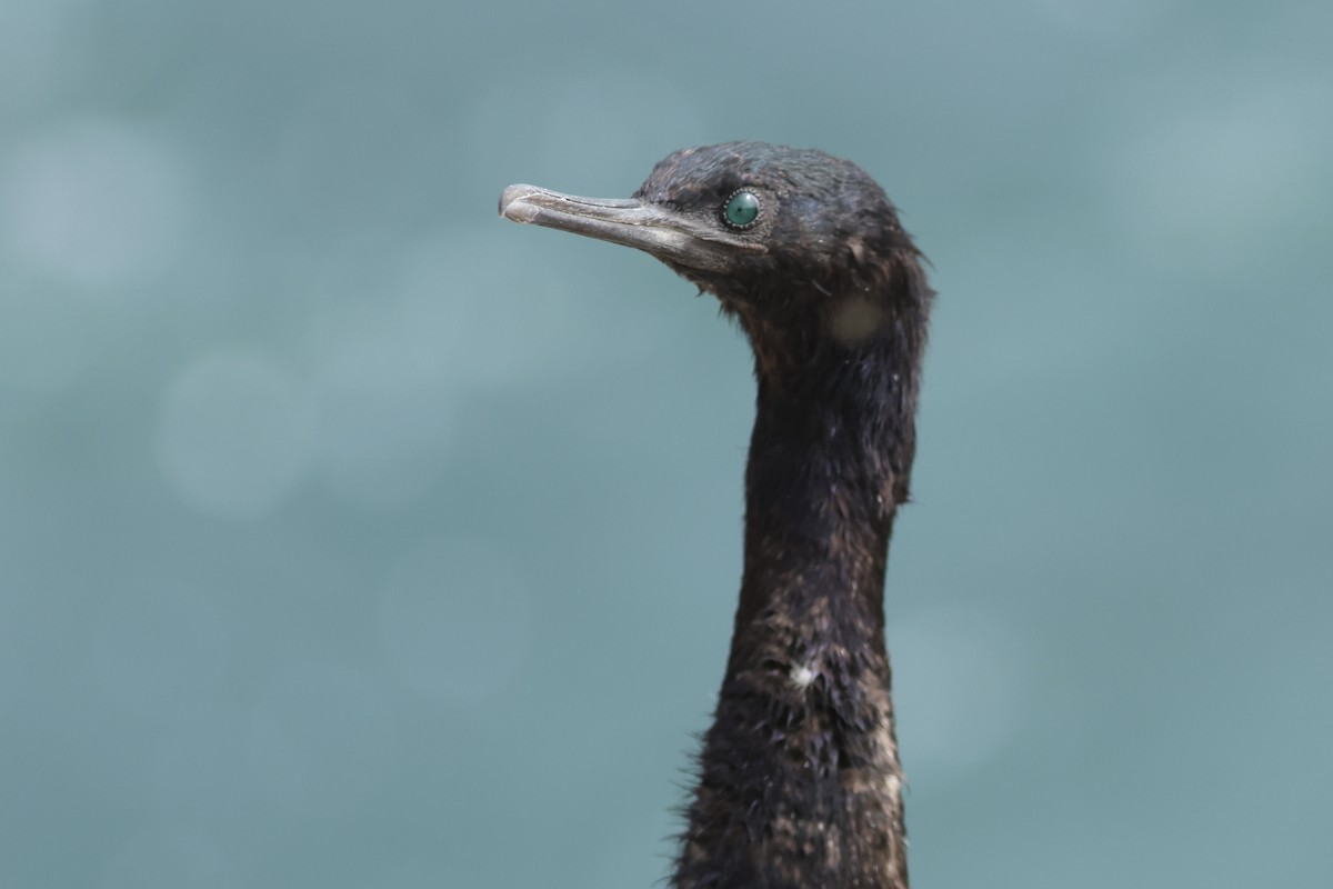 Cormoran pélagique - ML642290848