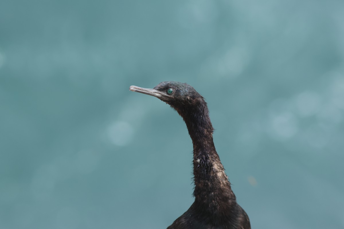 Cormoran pélagique - ML642290849