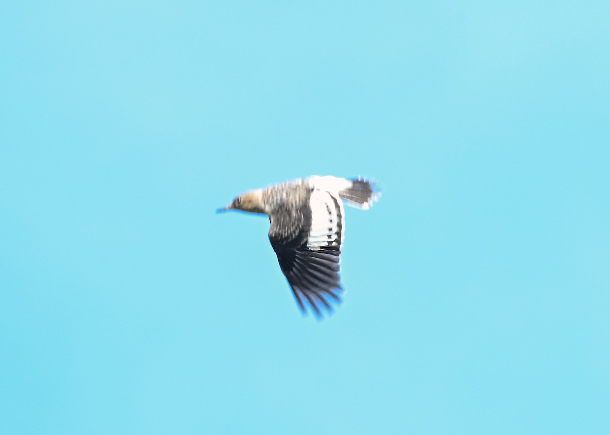 Red-headed Woodpecker - ML642290857