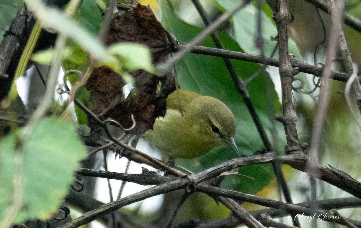 Tennessee Warbler - ML642290878