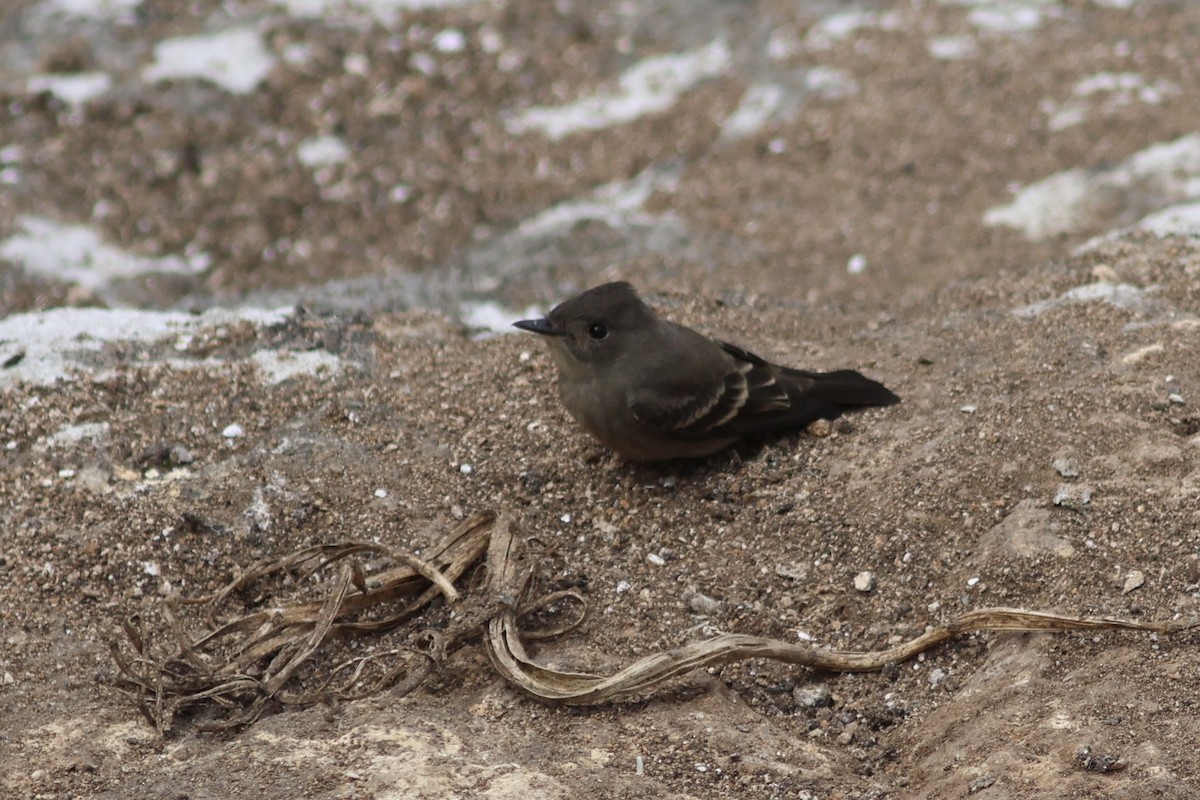Western Wood-Pewee - ML642290880