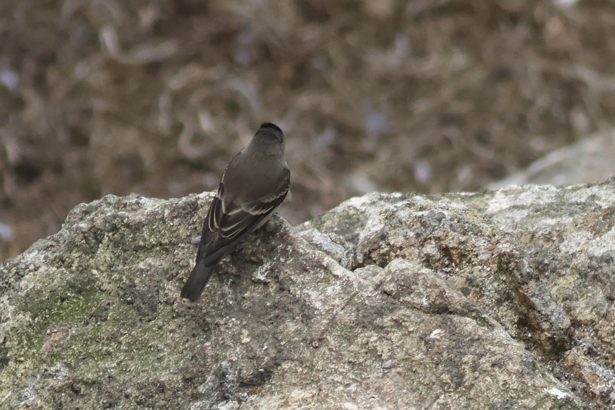 Western Wood-Pewee - ML642290881