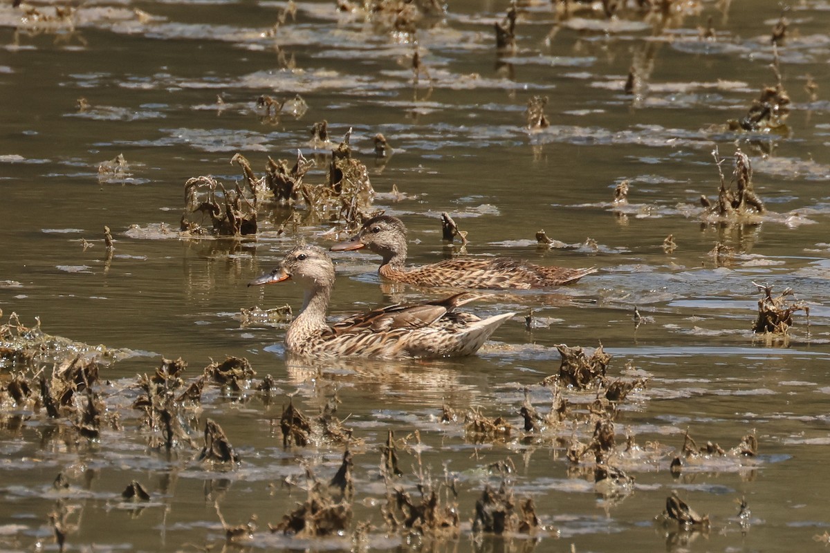 Gadwall - ML642290885