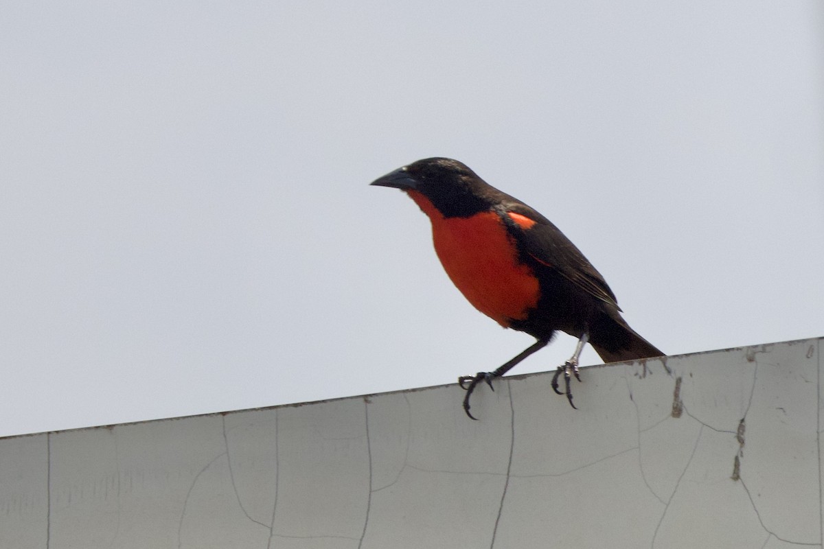 Red-breasted Meadowlark - ML642290886