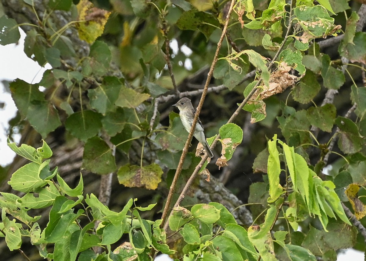 Eastern Wood-Pewee - ML642290887